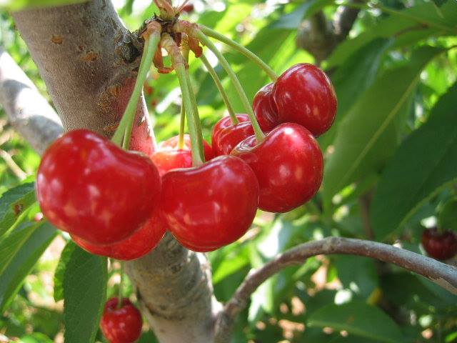 Cherries from Narkanda